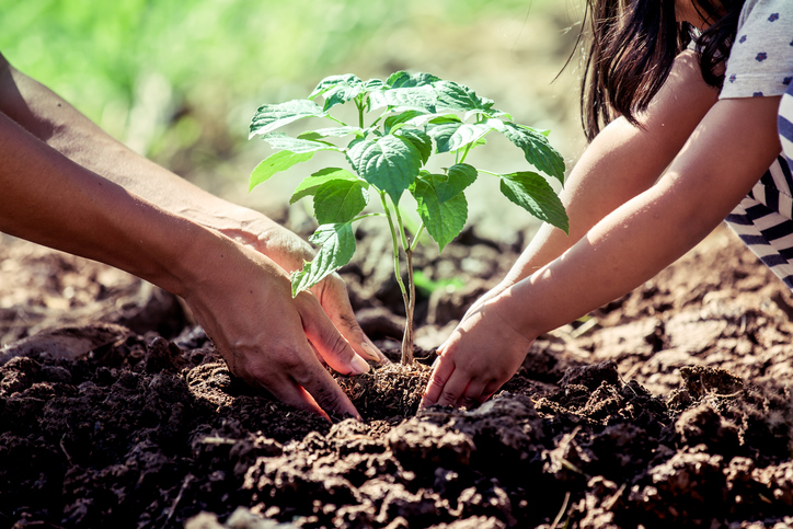 planting environmental choices fair trade great Tea & coffee from greenrepublic Toronto