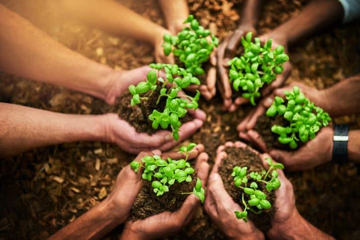 helping the environment planting coffee coffee beans greenrepublic Toronto